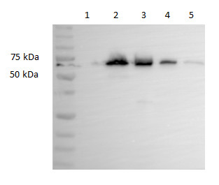 Westrn blot using anti-ICL antibodies